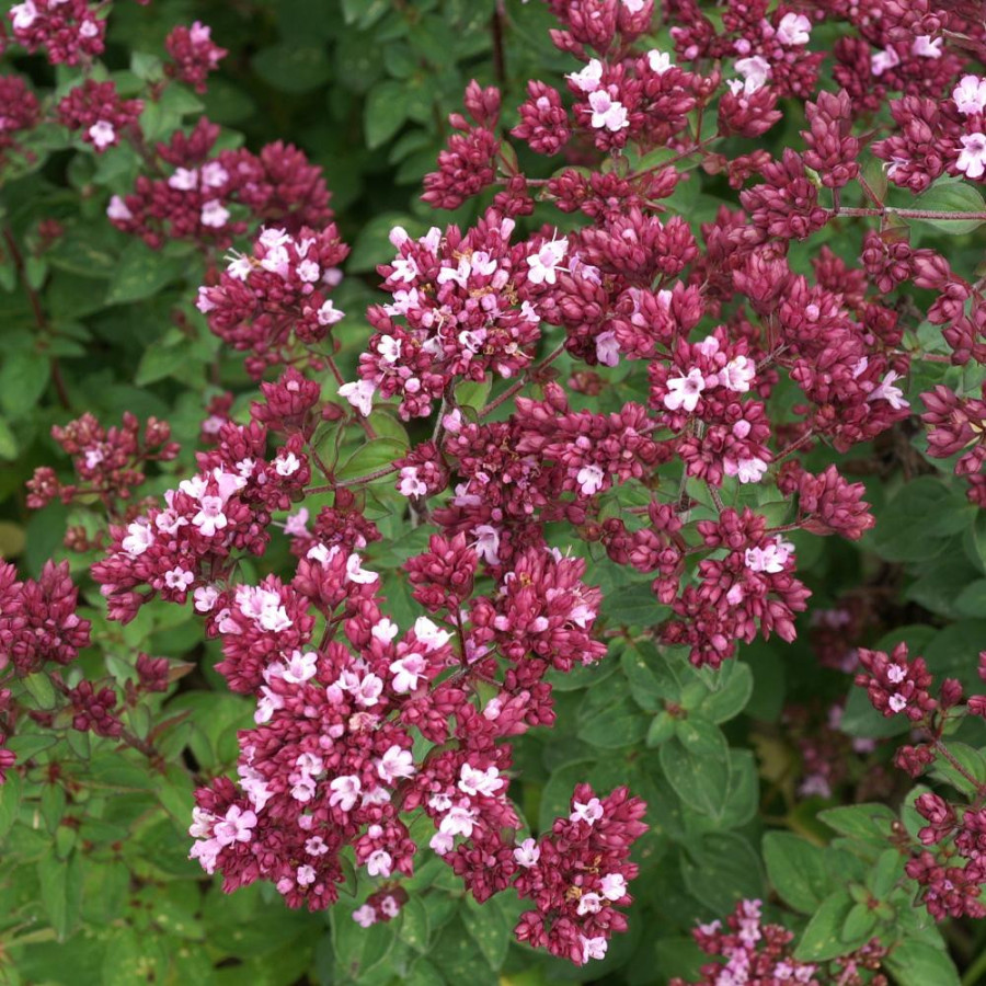plantes-vivaces-origanum-rosenkuppel-origan-en-vente-marjolaine-en-vente-pepiniere-lepage-