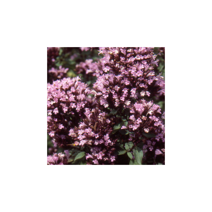 Plantes Vivaces ORIGANUM laevigatum 'Herrenhausen' - Origan en vente - Marjolaine en vente - Pépinière Lepage .