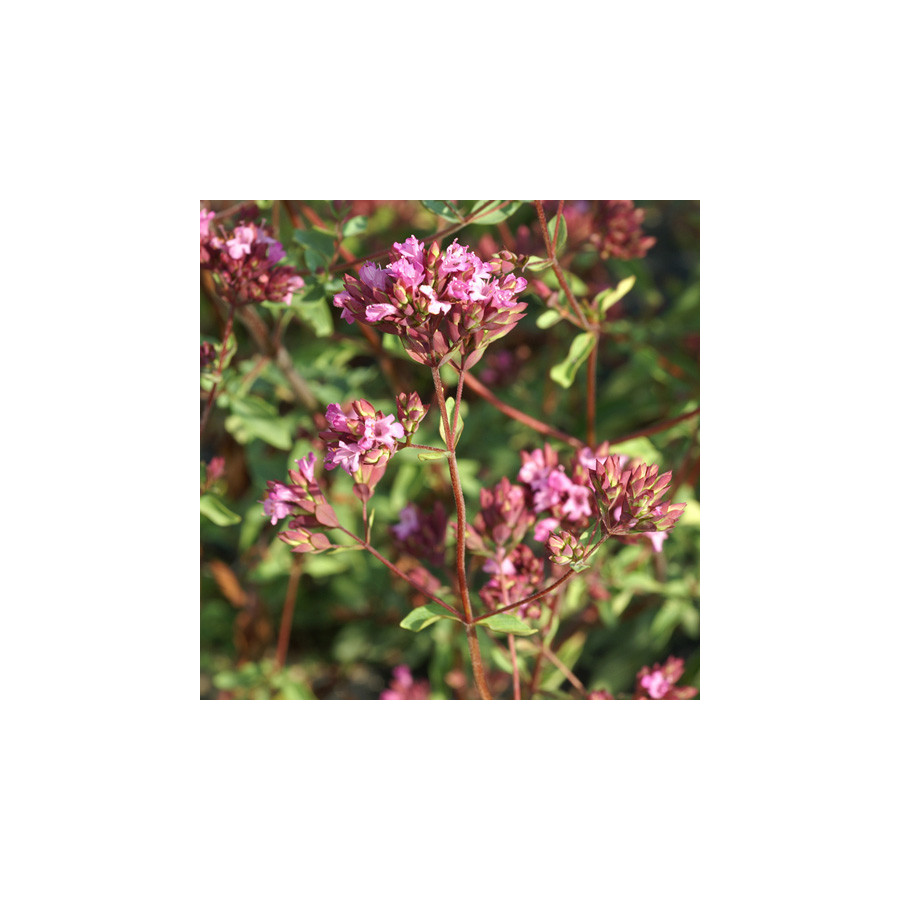 Plantes Vivaces ORIGANUM laevigatum 'Hopley's' - Origan en vente - Marjolaine en vente - Pépinière Lepage .