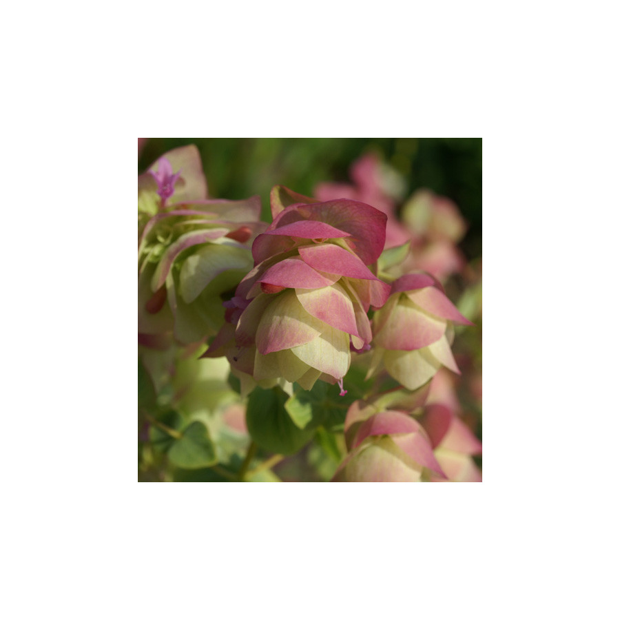 Plantes Vivaces ORIGANUM rotundifolium 'Kent Beauty' - Origan en vente - Marjolaine en vente - Pépinière Lepage .