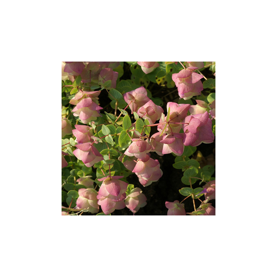 Plantes Vivaces ORIGANUM rotundifolium 'Kent Beauty' - Origan en vente - Marjolaine en vente - Pépinière Lepage .