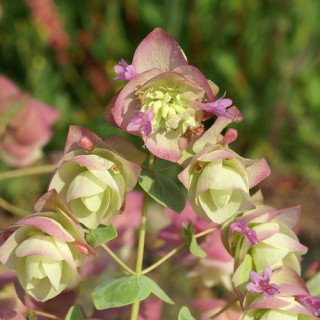 Plantes Vivaces ORIGANUM rotundifolium 'Kent Beauty' - Origan en vente - Marjolaine en vente - Pépinière Lepage .