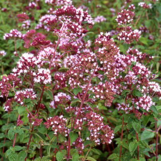 plantes-vivaces-origanum-vulgare-origan-en-vente-marjolaine-officinale-en-vente-pepiniere-lepage-
