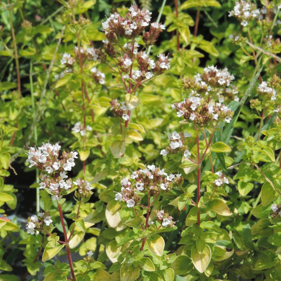 Plantes Vivaces ORIGANUM vulgare 'Aureum' - Origan en vente - Marjolaine en vente - Pépinière Lepage .