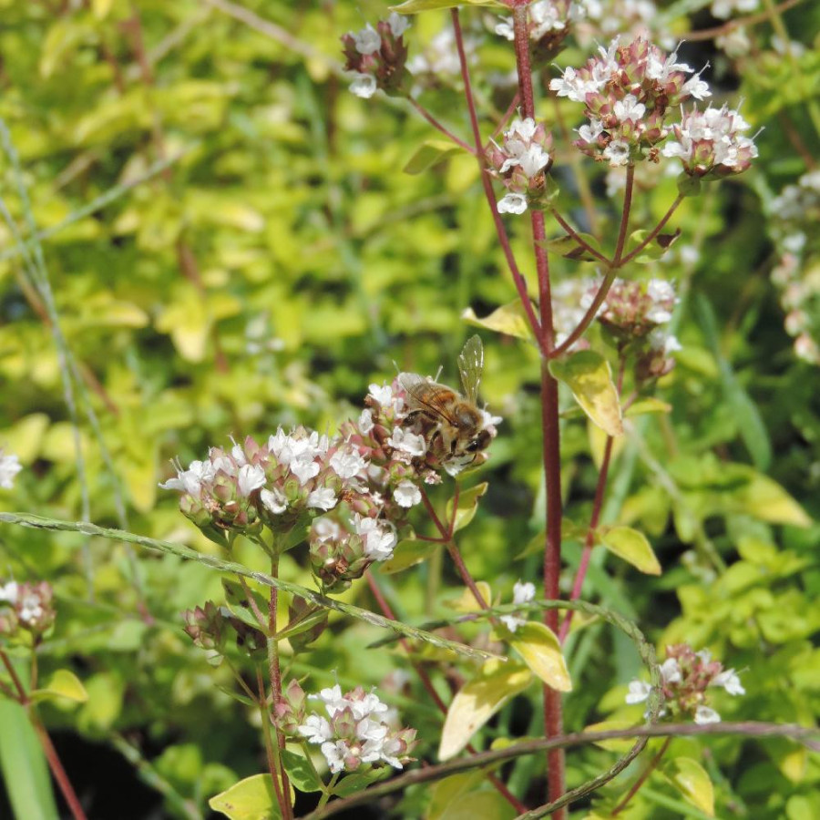 Plantes Vivaces ORIGANUM vulgare 'Aureum' - Origan en vente - Marjolaine en vente - Pépinière Lepage .