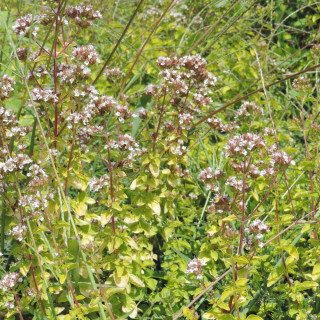 Plantes Vivaces ORIGANUM vulgare 'Aureum' - Origan en vente - Marjolaine en vente - Pépinière Lepage .