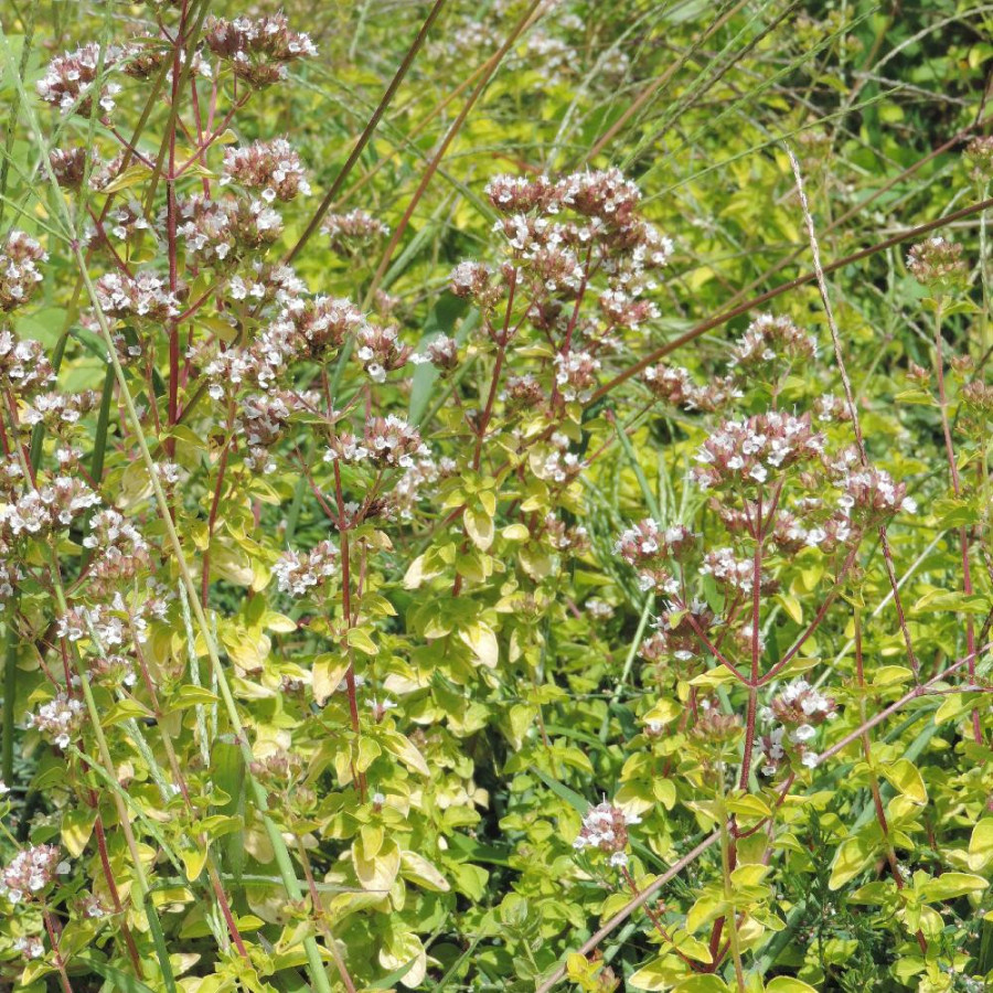 Plantes Vivaces ORIGANUM vulgare 'Aureum' - Origan en vente - Marjolaine en vente - Pépinière Lepage .