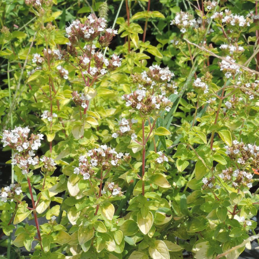Plantes Vivaces ORIGANUM vulgare 'Aureum' - Origan en vente - Marjolaine en vente - Pépinière Lepage .