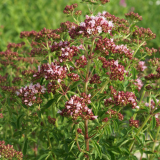 plantes-vivaces-origanum-vulgare-roseum-origan-en-vente-marjolaine-en-vente-pepiniere-lepage-