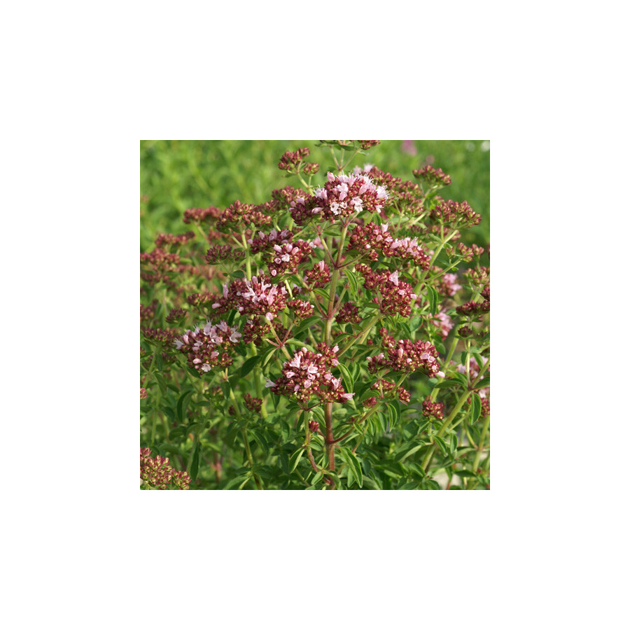 plantes-vivaces-origanum-vulgare-roseum-origan-en-vente-marjolaine-en-vente-pepiniere-lepage-