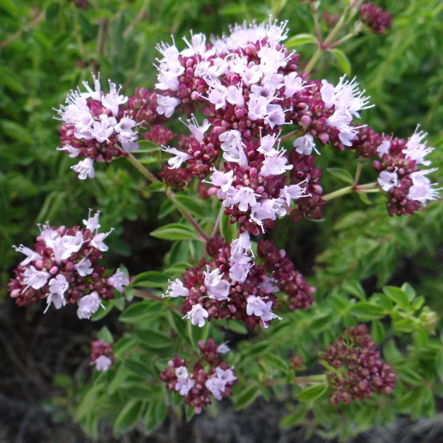 plantes-vivaces-origanum-vulgare-roseum-origan-en-vente-marjolaine-en-vente-pepiniere-lepage-