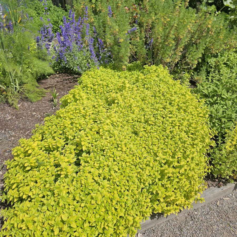 plantes-vivaces-origanum-vulgare-thumble-s-variety-origan-en-vente-marjolaine-en-vente-pepiniere-lepage-