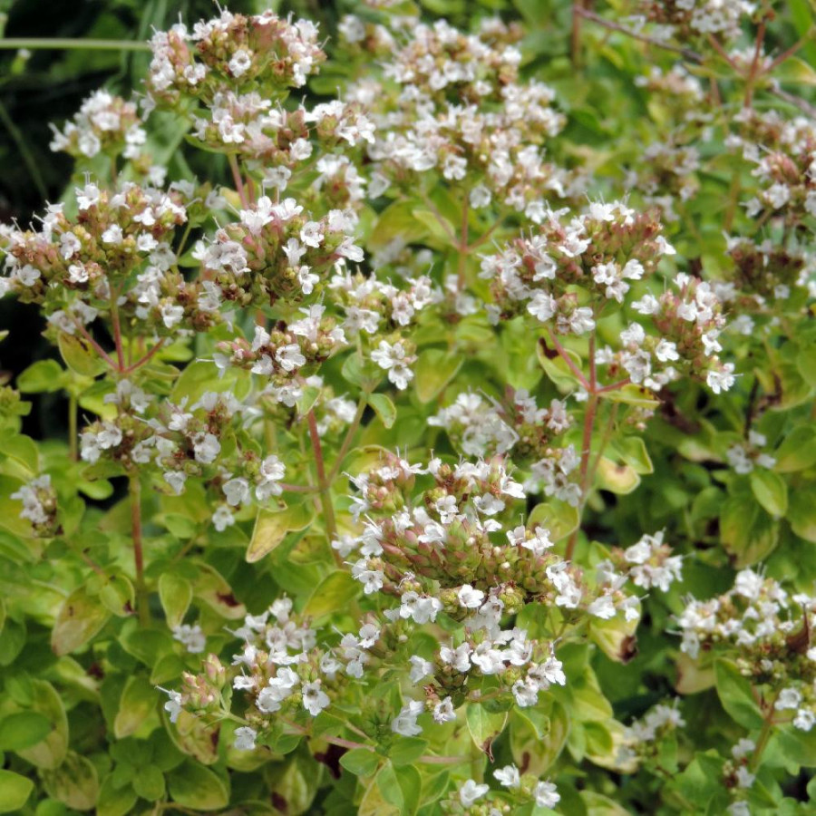 plantes-vivaces-origanum-vulgare-thumble-s-variety-origan-en-vente-marjolaine-en-vente-pepiniere-lepage-