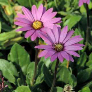 OSTEOSPERMUM ecklonis 'Stardust'
