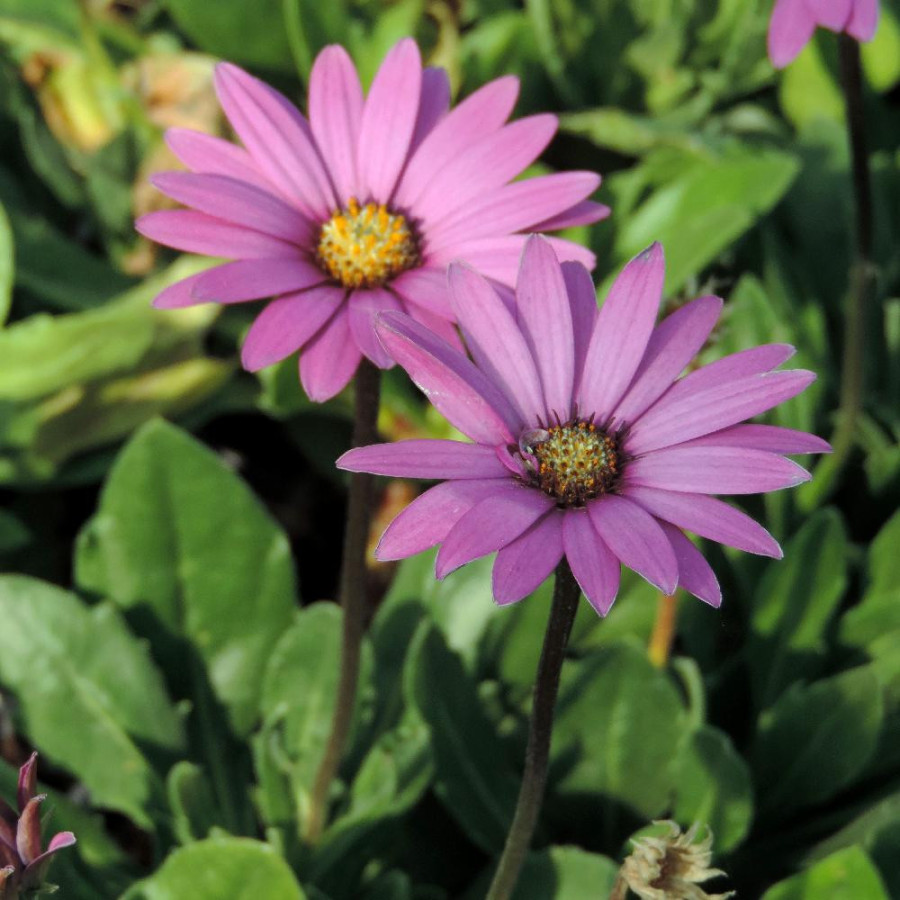 OSTEOSPERMUM ecklonis 'Stardust'