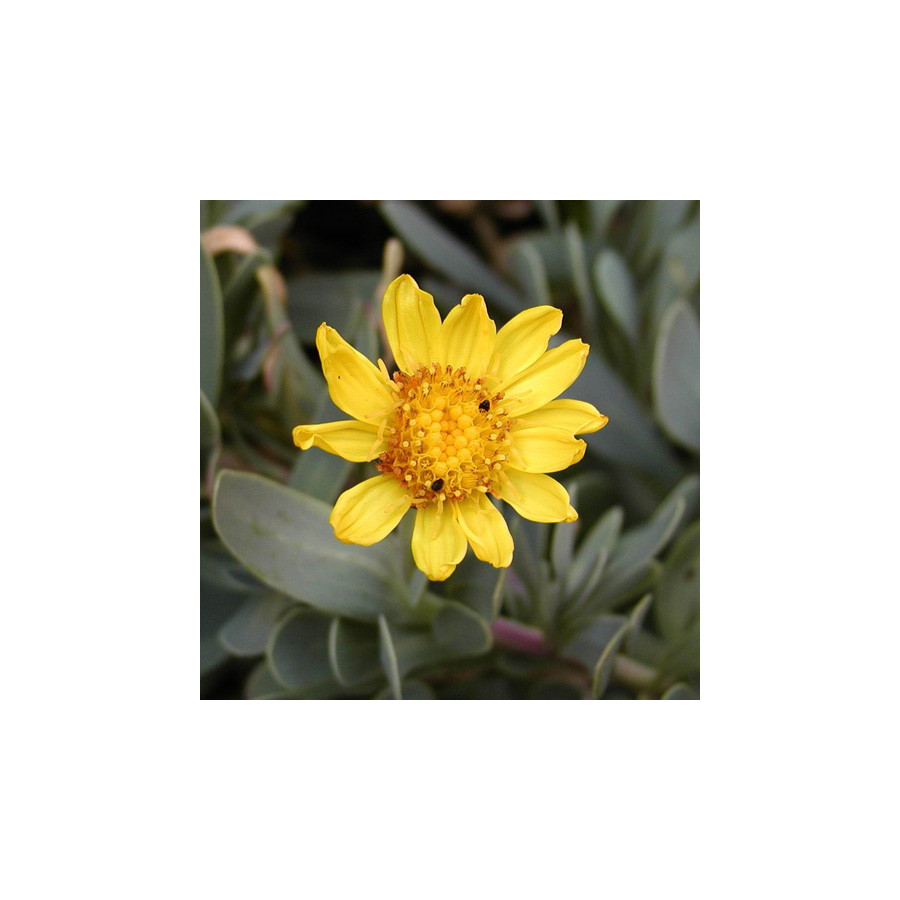 Plantes Vivaces OTHONNA cheirifolia en vente - Pépinière Lepage .