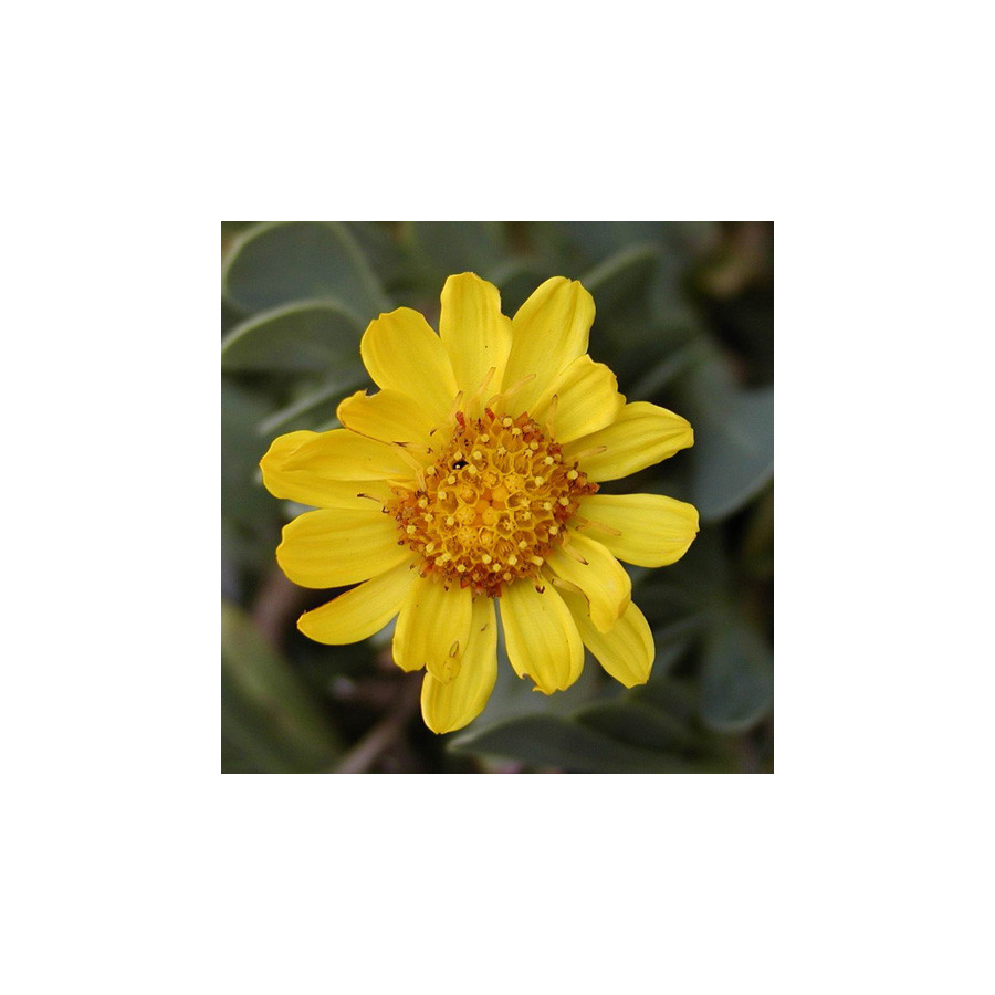 Plantes Vivaces OTHONNA cheirifolia en vente - Pépinière Lepage .