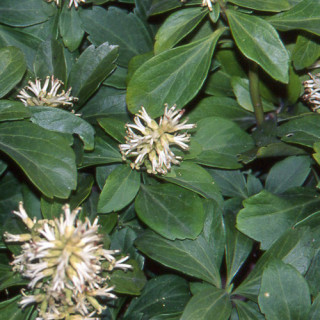 plantes-vivaces-pachysandra-terminalis-pachysandre-du-japon-en-vente-pepiniere-lepage-