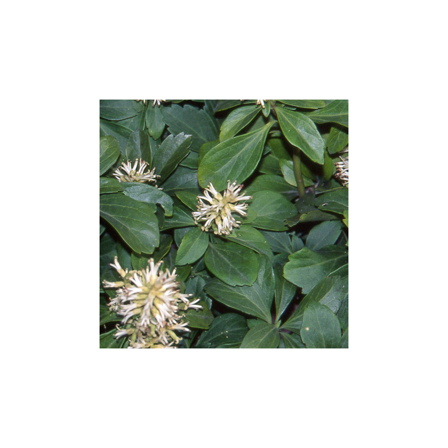 Plantes Vivaces PACHYSANDRA terminalis - Pachysandre du Japon en vente - Pépinière Lepage .