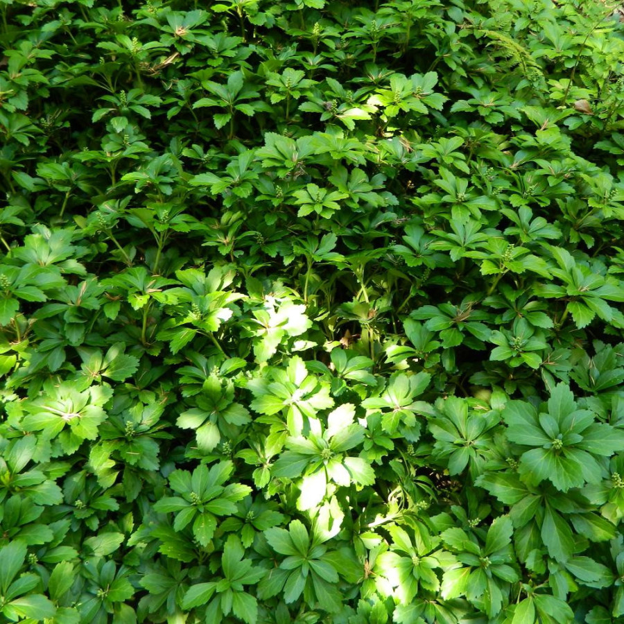 Plantes Vivaces PACHYSANDRA terminalis - Pachysandre du Japon en vente - Pépinière Lepage .