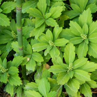 Plantes Vivaces PACHYSANDRA terminalis - Pachysandre du Japon en vente - Pépinière Lepage .