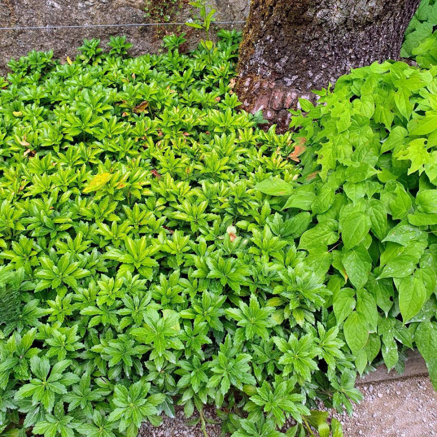 Plantes Vivaces PACHYSANDRA terminalis 'Green Carpet' en vente - Pépinière Lepage .