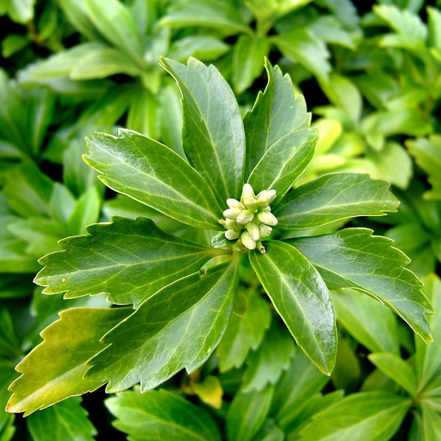 Plantes Vivaces PACHYSANDRA terminalis 'Green Carpet' en vente - Pépinière Lepage .