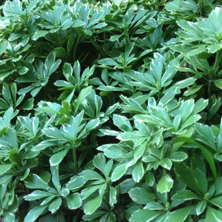 plantes-vivaces-pachysandra-terminalis-variegata-en-vente-pepiniere-lepage-