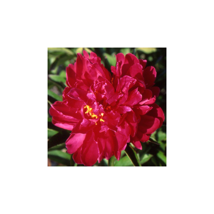 Plantes Vivaces PAEONIA 'Agida' - Pivoine en vente - Pépinière Lepage .