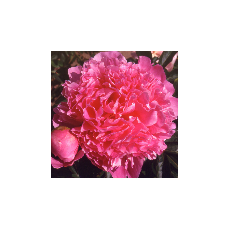 Plantes Vivaces PAEONIA 'Albert Crousse' - Pivoine en vente - Pépinière Lepage .