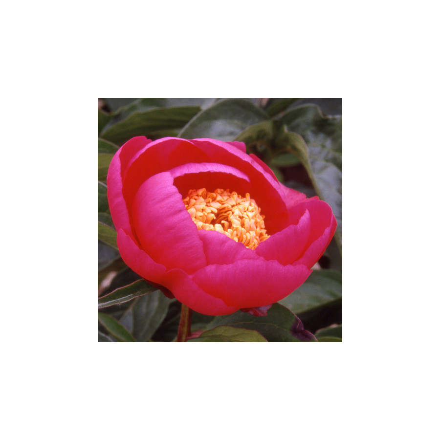 Plantes Vivaces PAEONIA 'Aztec' - Pivoine en vente - Pépinière Lepage .