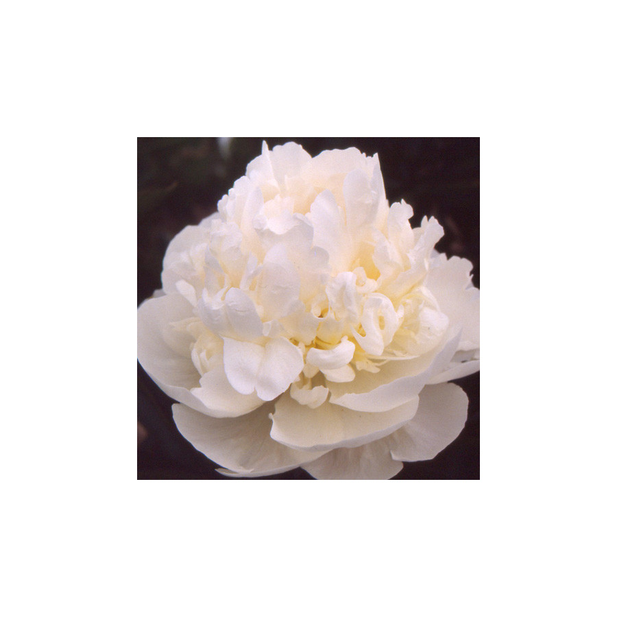 Plantes Vivaces PAEONIA 'Blush Queen' - Pivoine en vente - Pépinière Lepage .