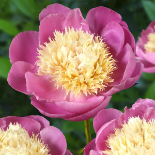 plantes-vivaces-paeonia-bowl-of-beauty-pivoine-en-vente-pepiniere-lepage-