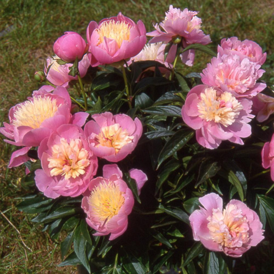 Plantes Vivaces PAEONIA 'Bowl of Beauty' - Pivoine en vente - Pépinière Lepage .