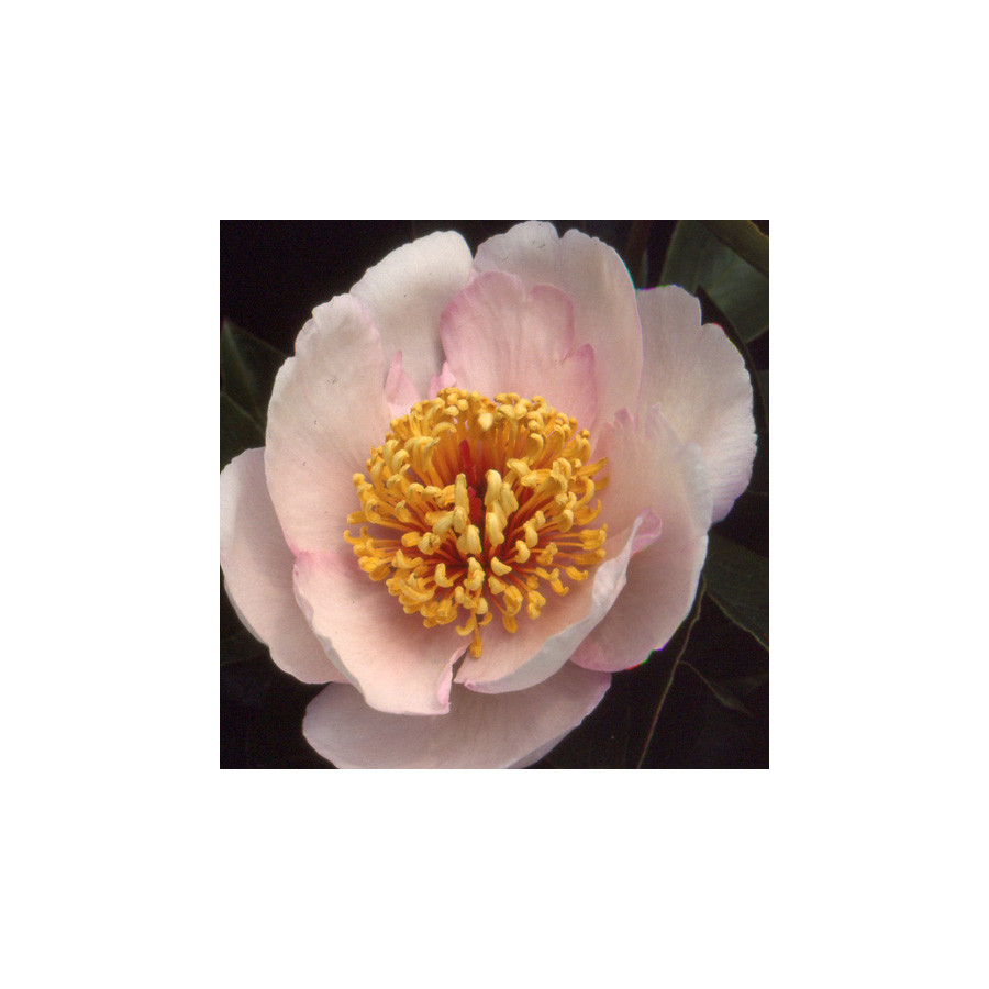 Plantes Vivaces PAEONIA 'Chalice' - Pivoine en vente - Pépinière Lepage .