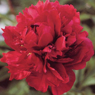 PAEONIA 'Chippewa'