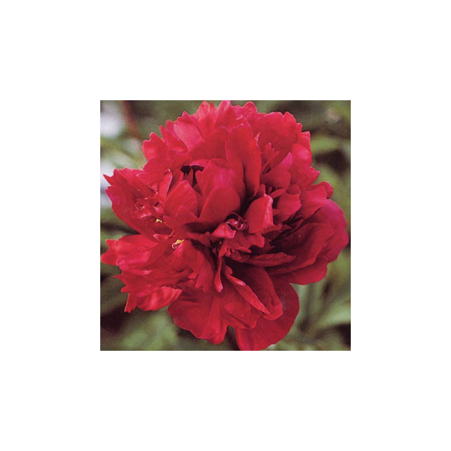 Plantes Vivaces PAEONIA 'Chippewa' - Pivoine en vente - Pépinière Lepage .