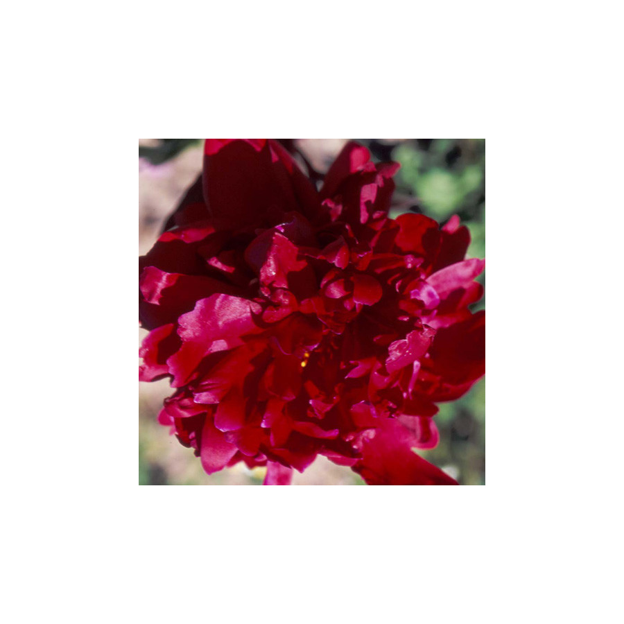 Plantes Vivaces PAEONIA 'Chippewa' - Pivoine en vente - Pépinière Lepage .