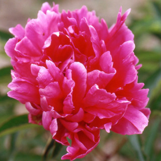 plantes-vivaces-paeonia-felix-crousse-pivoine-en-vente-pepiniere-lepage-