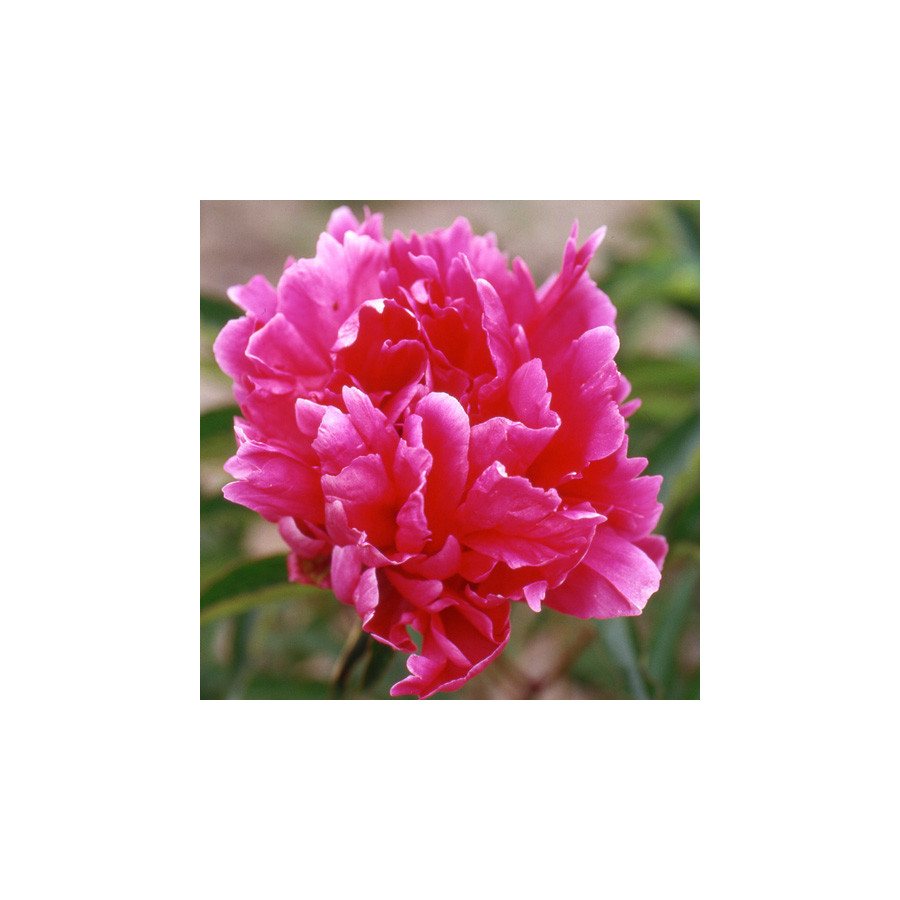 Plantes Vivaces PAEONIA 'Felix Crousse' - Pivoine en vente - Pépinière Lepage .