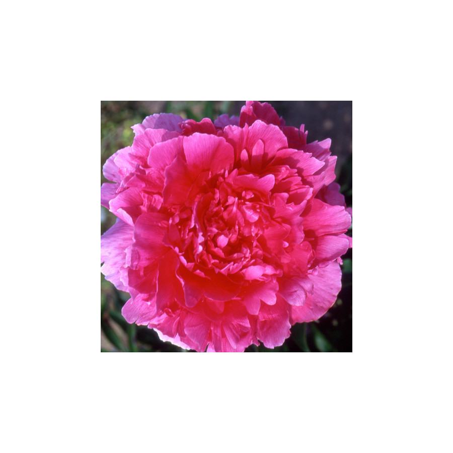 Plantes Vivaces PAEONIA 'Felix Supreme' - Pivoine en vente - Pépinière Lepage .