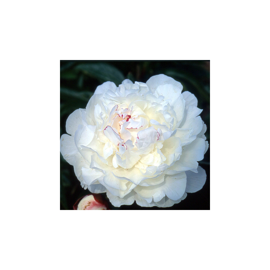 Plantes Vivaces PAEONIA 'Festiva Maxima' - Pivoine en vente - Pépinière Lepage .