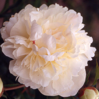 plantes-vivaces-paeonia-georgiana-shaylor-pivoine-en-vente-pepiniere-lepage-