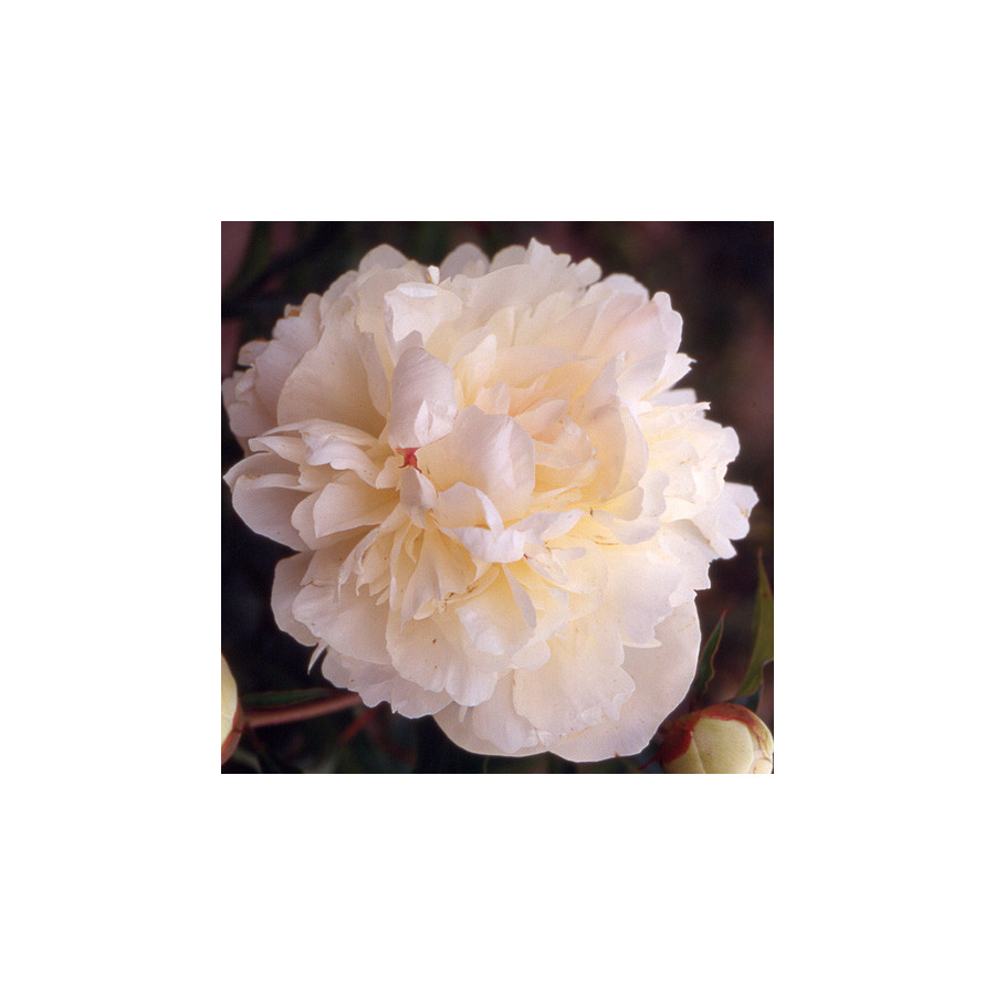 Plantes Vivaces PAEONIA 'Georgiana Shaylor' - Pivoine en vente - Pépinière Lepage .