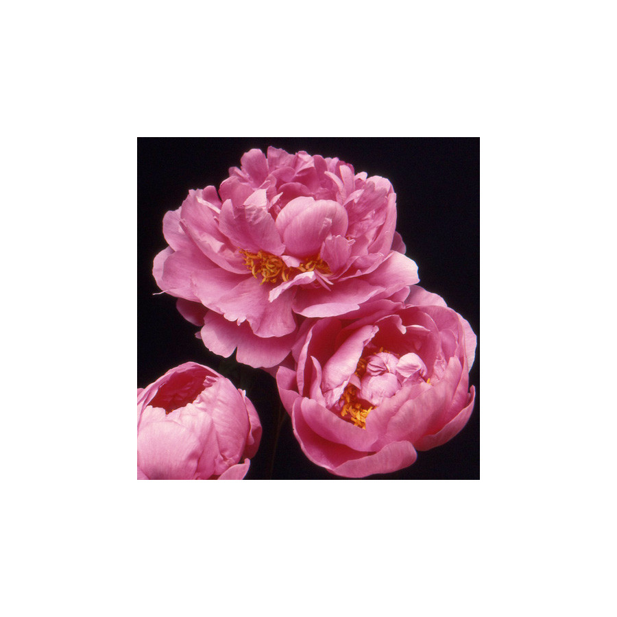 Plantes Vivaces PAEONIA 'Gilbert Barthelot' - Pivoine en vente - Pépinière Lepage .