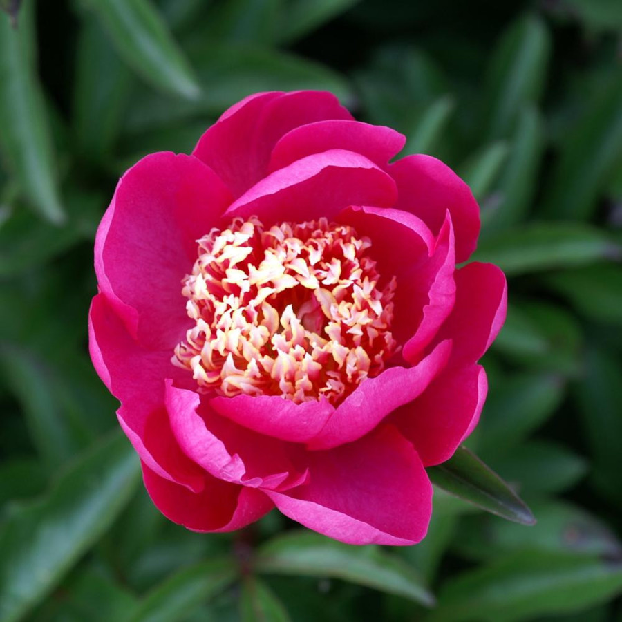 Plantes Vivaces PAEONIA 'Kino-Kimo' - Pivoine en vente - Pépinière Lepage .
