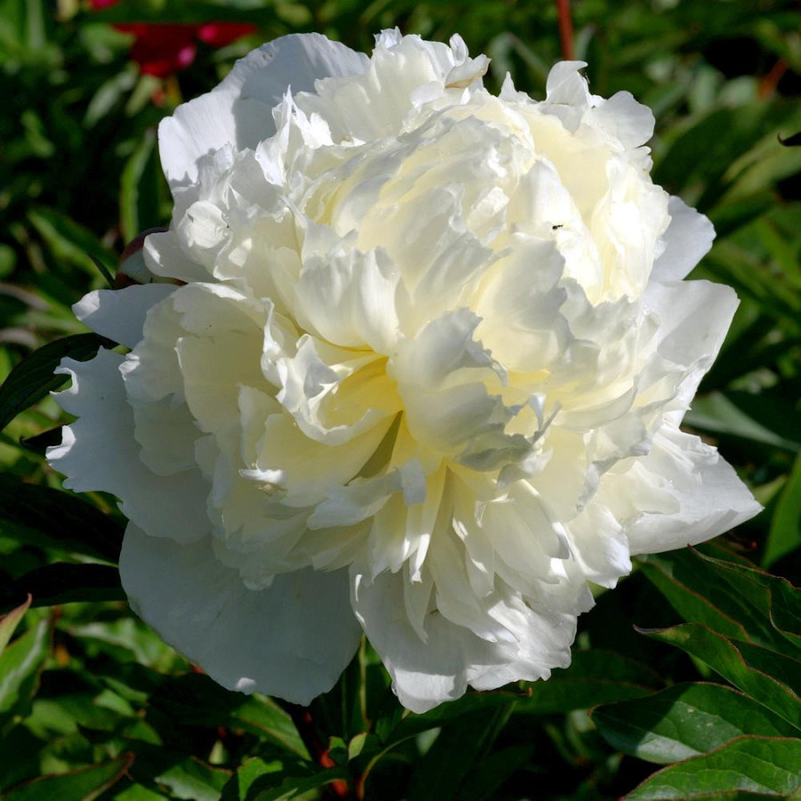 Plantes Vivaces PAEONIA 'Laura Dessert' - Pivoine en vente - Pépinière Lepage .