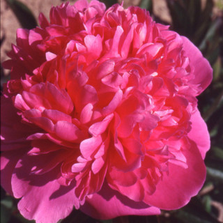 plantes-vivaces-paeonia-mariette-vallee-pivoine-en-vente-pepiniere-lepage-