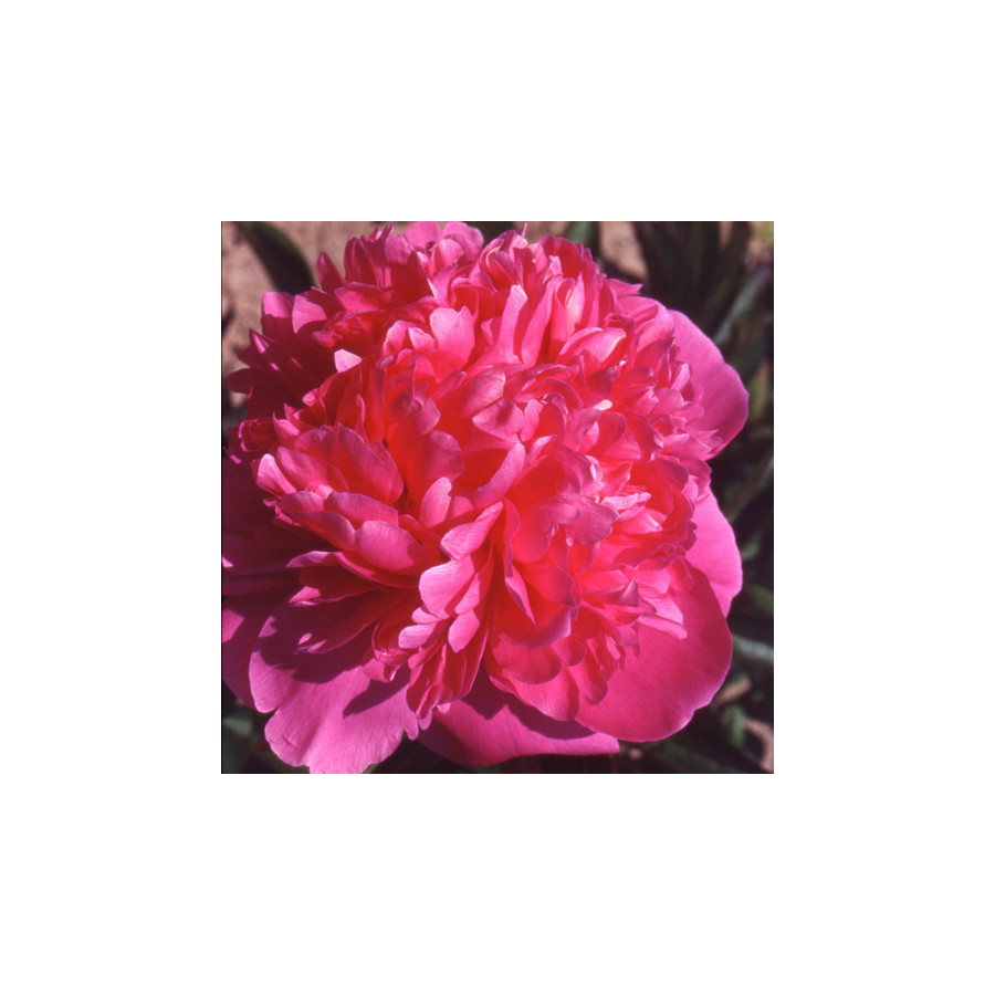 Plantes Vivaces PAEONIA 'Mariette Vallée' - Pivoine en vente - Pépinière Lepage .