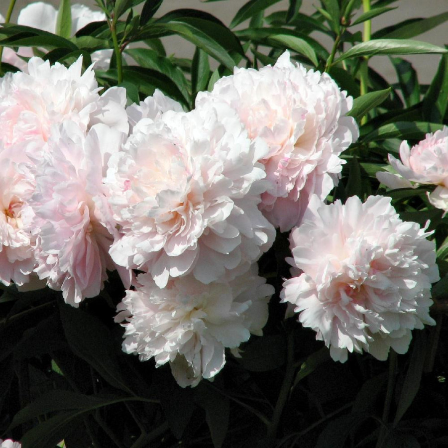 Plantes Vivaces PAEONIA 'Mme Calot' - Pivoine en vente - Pépinière Lepage .